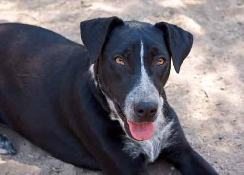Regaliz, an adoptable Australian Cattle Dog / Blue Heeler, Pit Bull Terrier in Mission, TX, 78574 | Photo Image 1