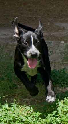 Regaliz, an adoptable Australian Cattle Dog / Blue Heeler, Pit Bull Terrier in Mission, TX, 78574 | Photo Image 2