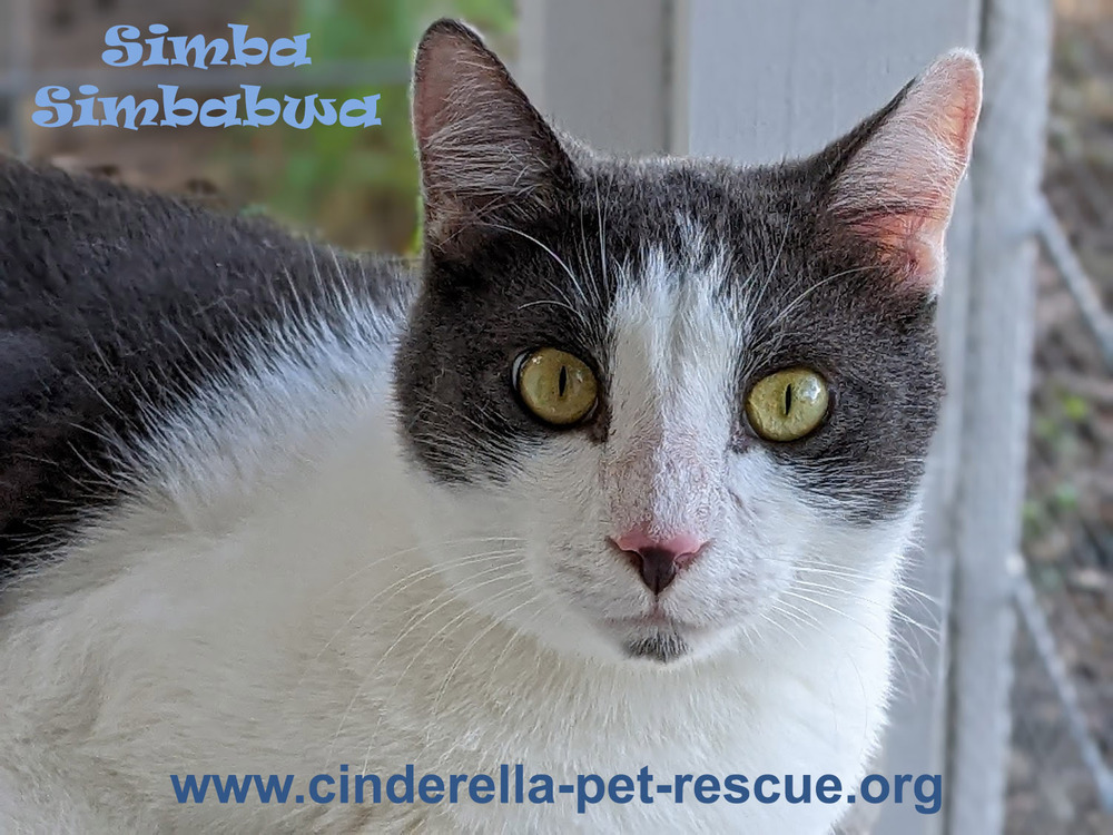 Simbabwa, an adoptable Domestic Short Hair in Mission, TX, 78574 | Photo Image 1