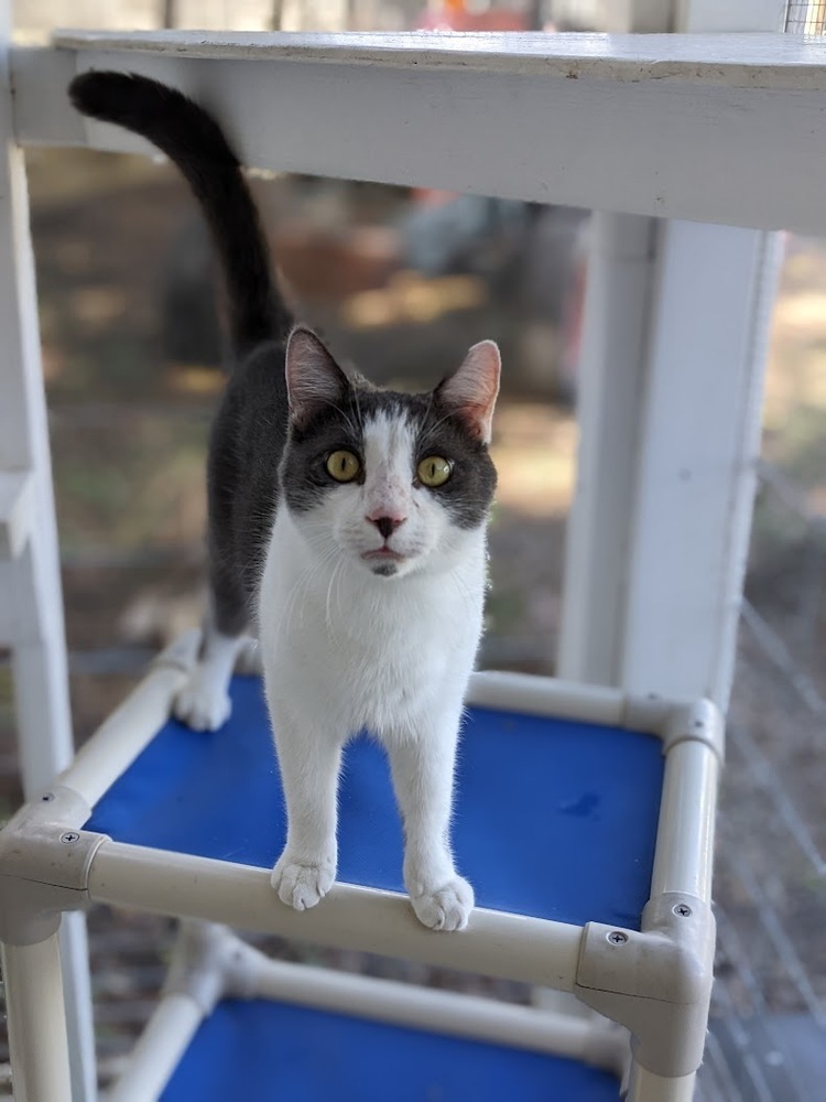 Simbabwa, an adoptable Domestic Short Hair in Mission, TX, 78574 | Photo Image 3
