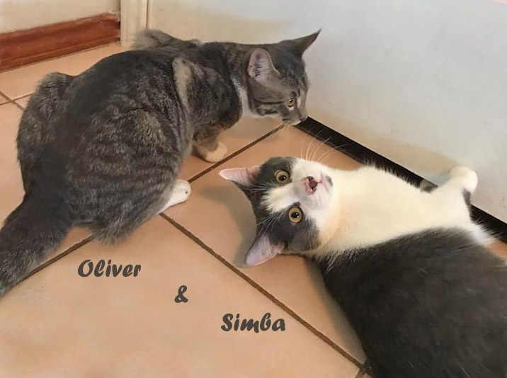 Simbabwa, an adoptable Domestic Short Hair in Mission, TX, 78574 | Photo Image 4