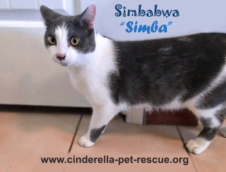 Simbabwa, an adoptable Domestic Short Hair in Mission, TX, 78574 | Photo Image 5