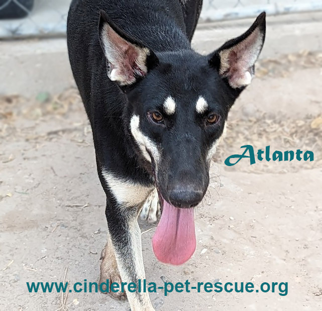 Atlanta, an adoptable Shepherd, German Shepherd Dog in Mission, TX, 78574 | Photo Image 1
