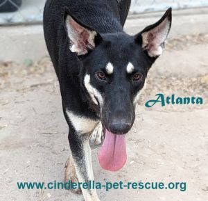 Atlanta, Baby Female Shepherd
