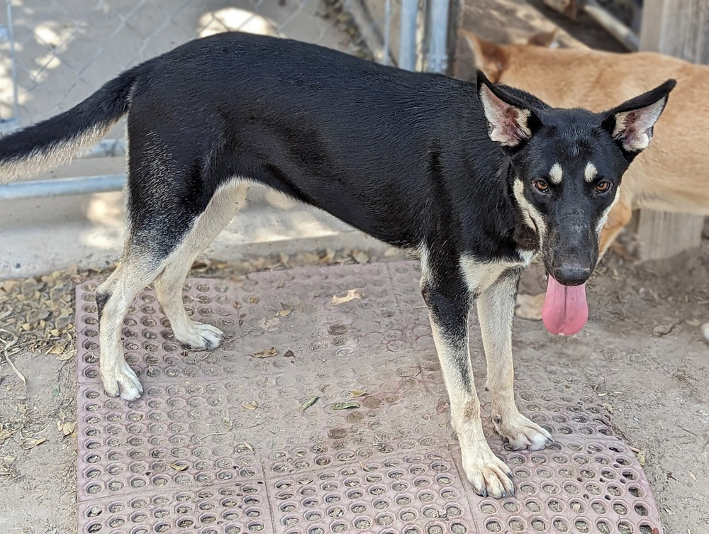 Atlanta, an adoptable Shepherd, German Shepherd Dog in Mission, TX, 78574 | Photo Image 2