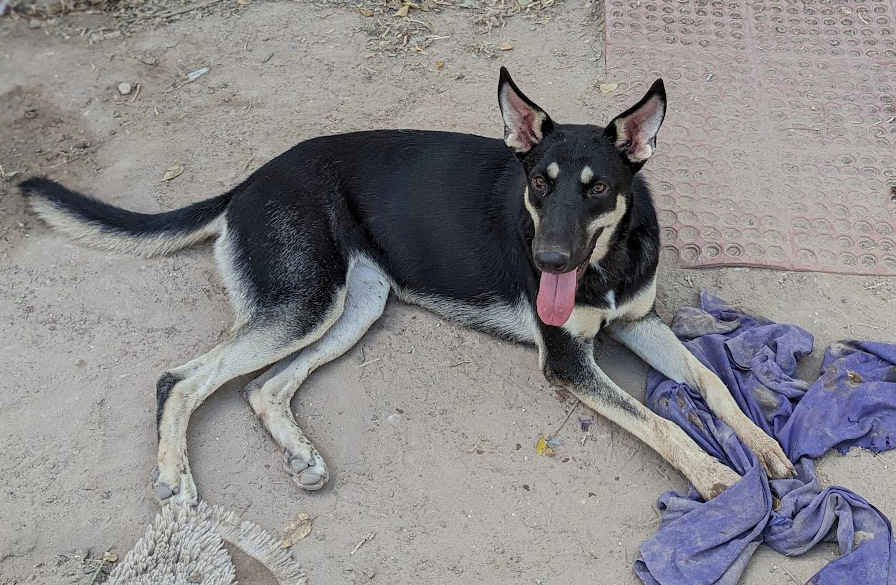 Atlanta, an adoptable Shepherd, German Shepherd Dog in Mission, TX, 78574 | Photo Image 3