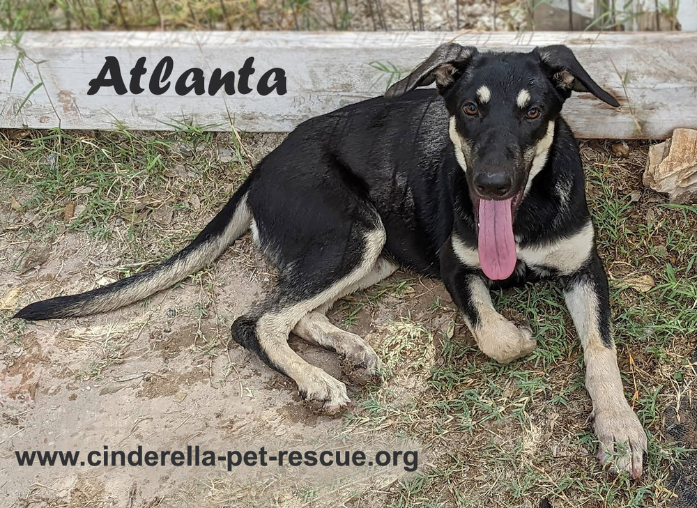 Atlanta, an adoptable Shepherd, German Shepherd Dog in Mission, TX, 78574 | Photo Image 4