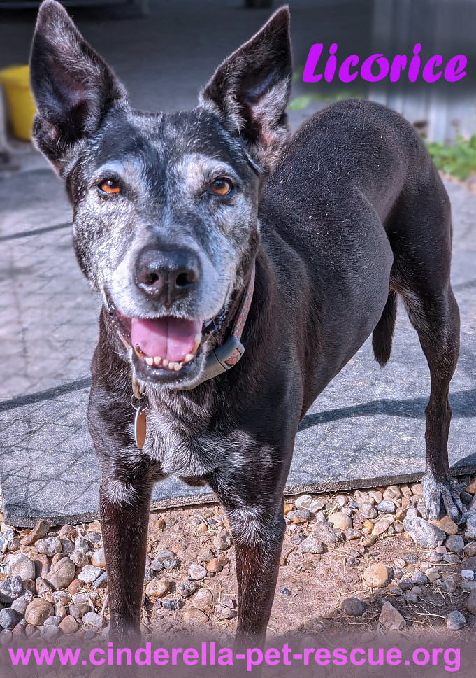 Licorice, an adoptable Australian Cattle Dog / Blue Heeler, Labrador Retriever in Mission, TX, 78574 | Photo Image 1