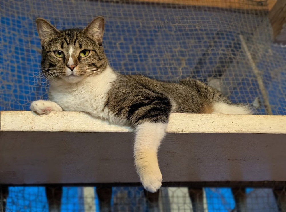 Mimi