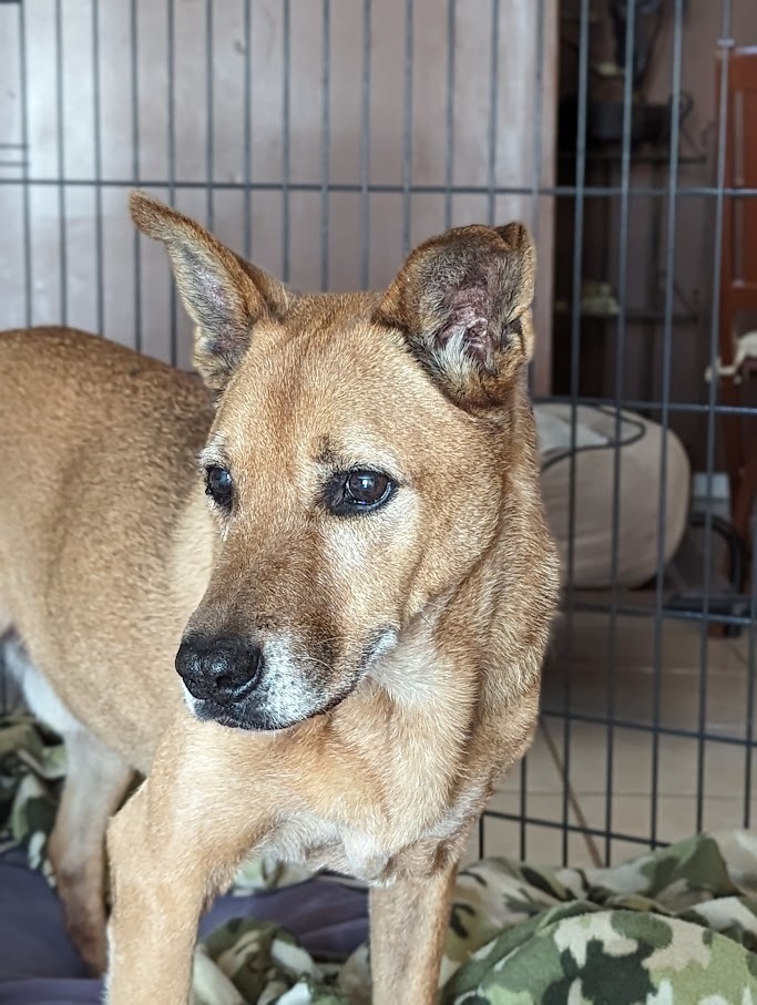 Cabernet, an adoptable Belgian Shepherd / Malinois in Mission, TX, 78574 | Photo Image 1