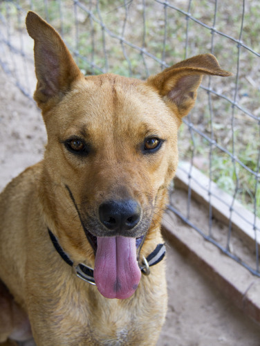 Cabernet, an adoptable Belgian Shepherd / Malinois in Mission, TX, 78574 | Photo Image 2