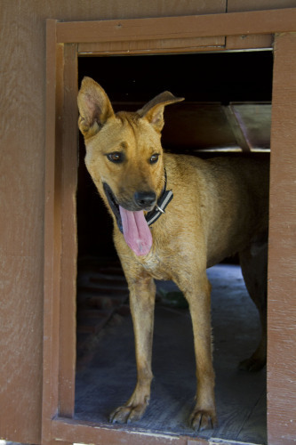 Cabernet, an adoptable Belgian Shepherd / Malinois in Mission, TX, 78574 | Photo Image 3