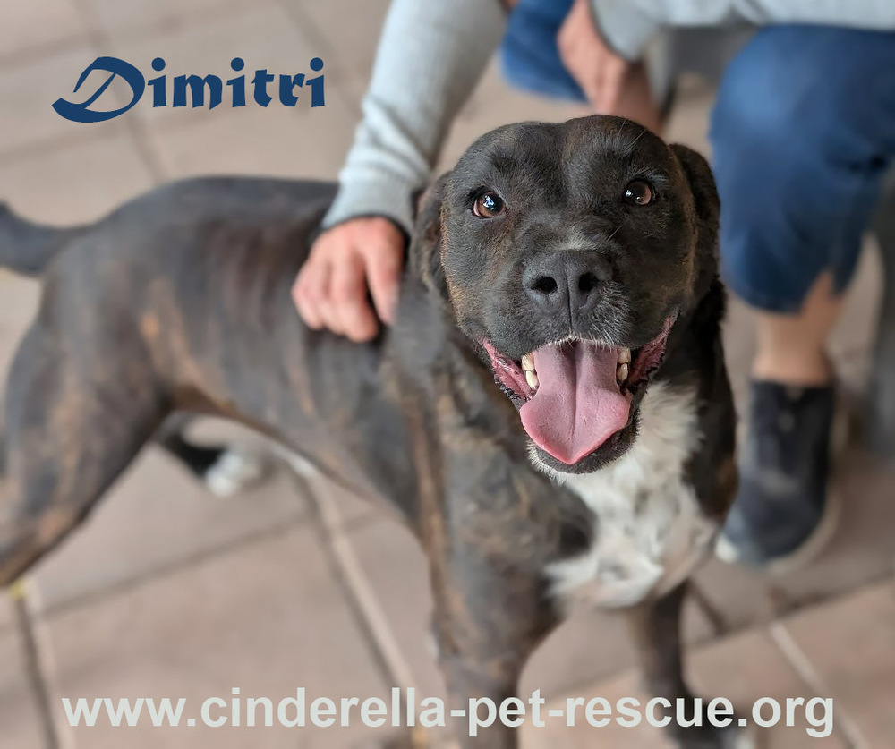 Dimitri, an adoptable Boxer, Plott Hound in Mission, TX, 78574 | Photo Image 1