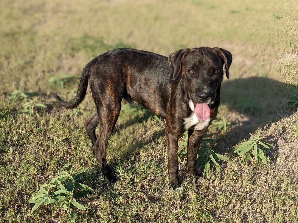 Dimitri, an adoptable Boxer, Plott Hound in Mission, TX, 78574 | Photo Image 2