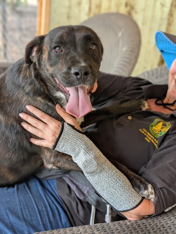 Dimitri, an adoptable Boxer, Plott Hound in Mission, TX, 78574 | Photo Image 2