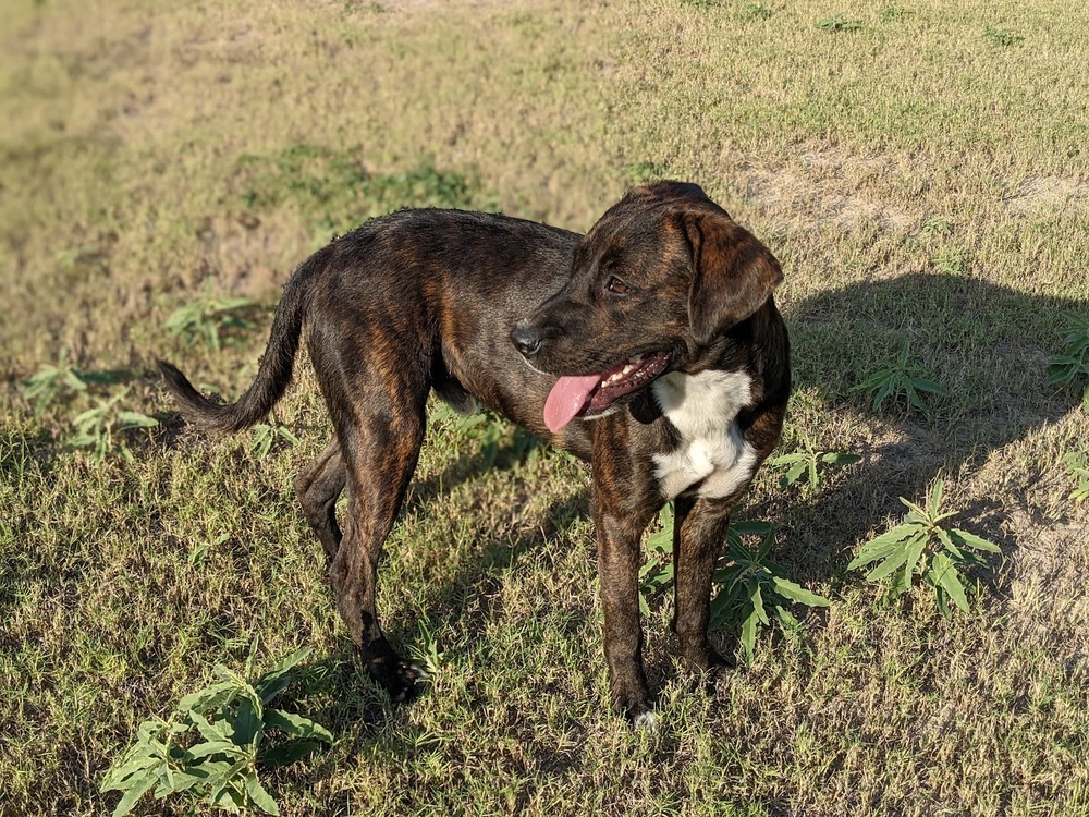 Dimitri, an adoptable Boxer, Plott Hound in Mission, TX, 78574 | Photo Image 3