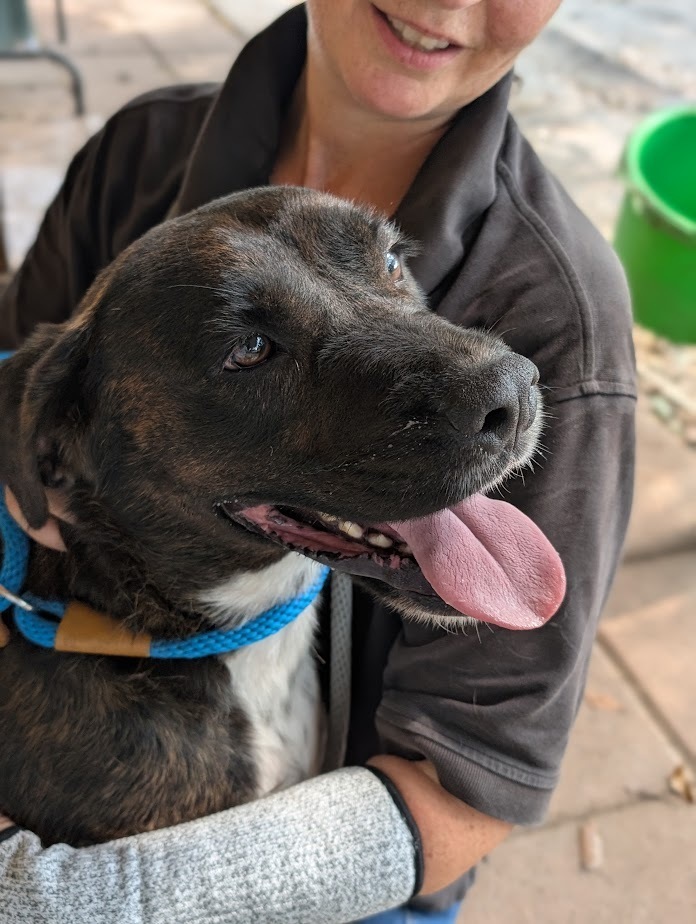 Dimitri, an adoptable Boxer, Plott Hound in Mission, TX, 78574 | Photo Image 3