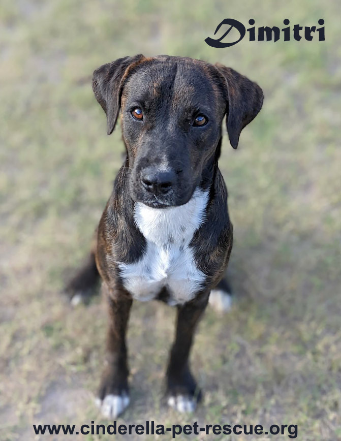 Dimitri, an adoptable Boxer, Plott Hound in Mission, TX, 78574 | Photo Image 4