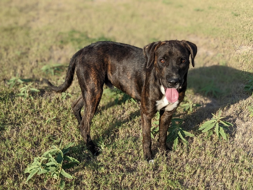 Dimitri, an adoptable Boxer, Plott Hound in Mission, TX, 78574 | Photo Image 5