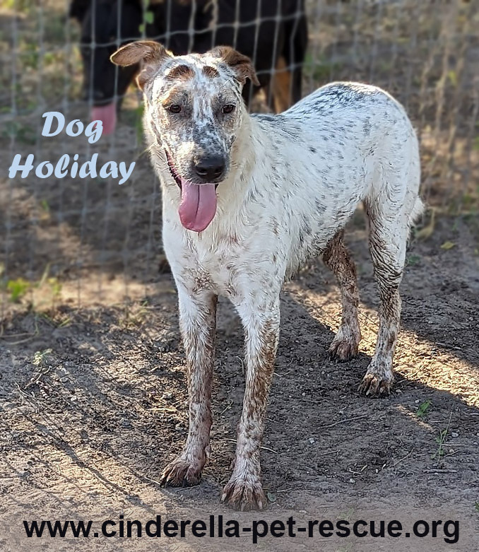 Dog Holiday, an adoptable Australian Cattle Dog / Blue Heeler, German Shorthaired Pointer in Mission, TX, 78574 | Photo Image 1