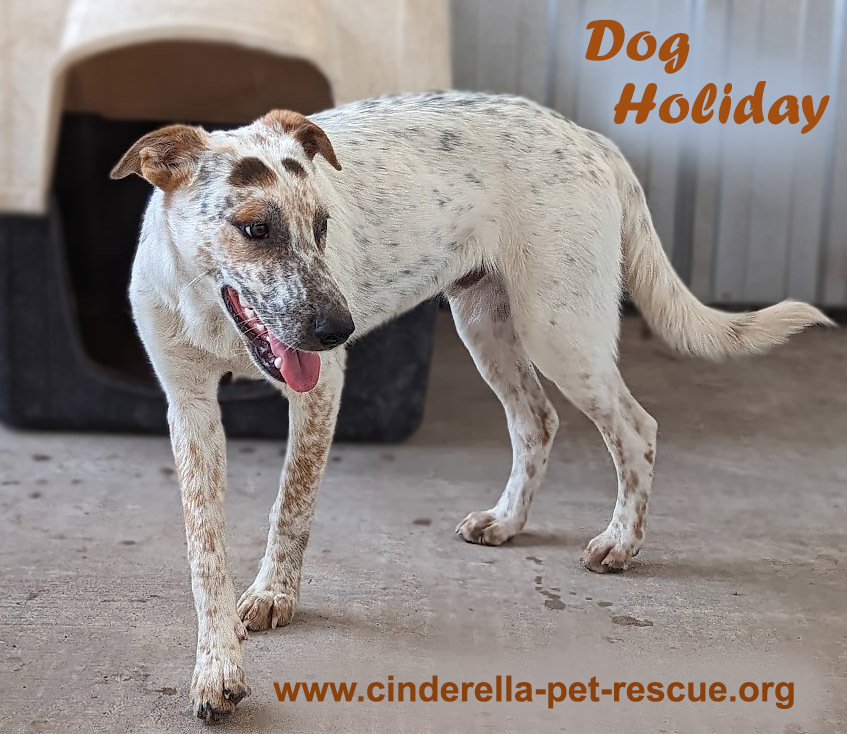 Dog Holiday, an adoptable Australian Cattle Dog / Blue Heeler, German Shorthaired Pointer in Mission, TX, 78574 | Photo Image 1