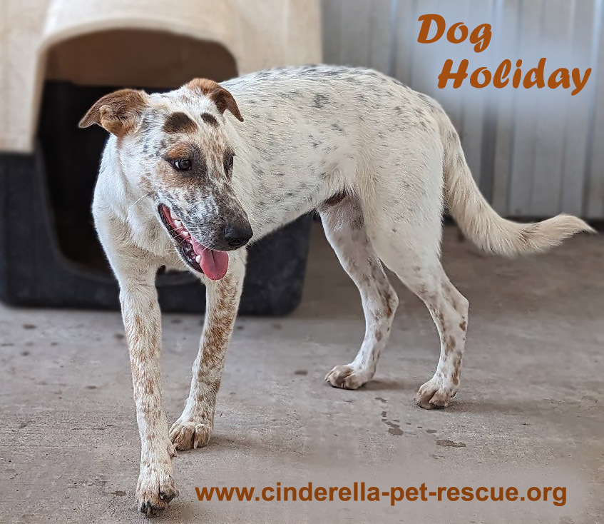 Dog Holiday, an adoptable Australian Cattle Dog / Blue Heeler, German Shorthaired Pointer in Mission, TX, 78574 | Photo Image 2