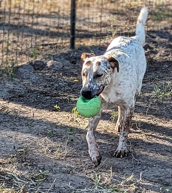 Dog Holiday, an adoptable Australian Cattle Dog / Blue Heeler, German Shorthaired Pointer in Mission, TX, 78574 | Photo Image 3