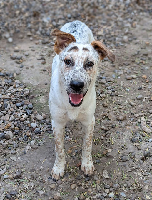 Dog Holiday, an adoptable Australian Cattle Dog / Blue Heeler, German Shorthaired Pointer in Mission, TX, 78574 | Photo Image 4