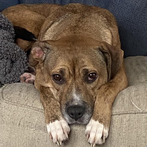 Inu, an adoptable Mixed Breed in South Portland, ME, 04106 | Photo Image 2