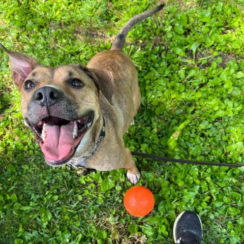 Inu, an adoptable Mixed Breed in South Portland, ME, 04106 | Photo Image 4