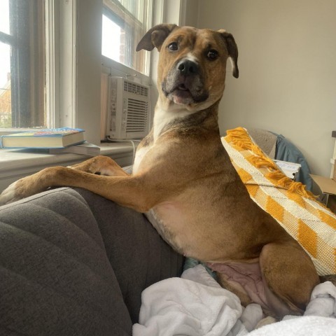 Inu, an adoptable Mixed Breed in South Portland, ME, 04106 | Photo Image 5