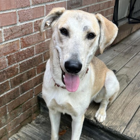 White golden retriever store german shepherd mix