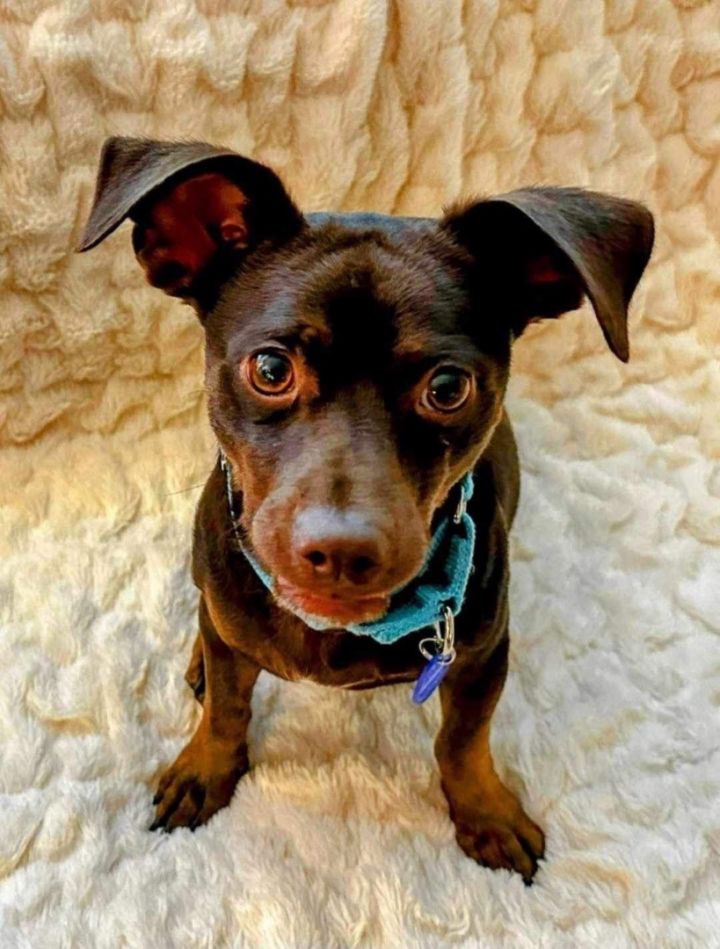 Dachshund and mini pinscher cheap mix