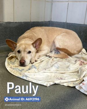 PAULY, Adult Male Labrador Retriever