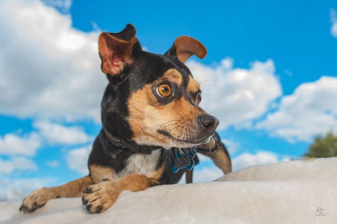 Low Cost Dog and Cat Shots in Northern California Young Toby The