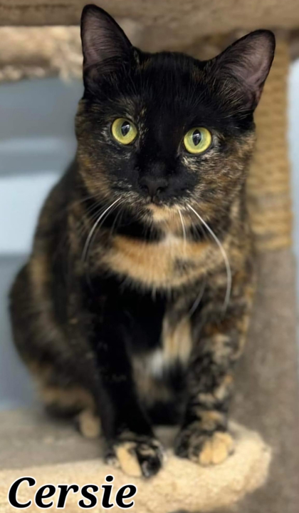 Cersie, an adoptable Domestic Short Hair in De Soto, IA, 50069 | Photo Image 1