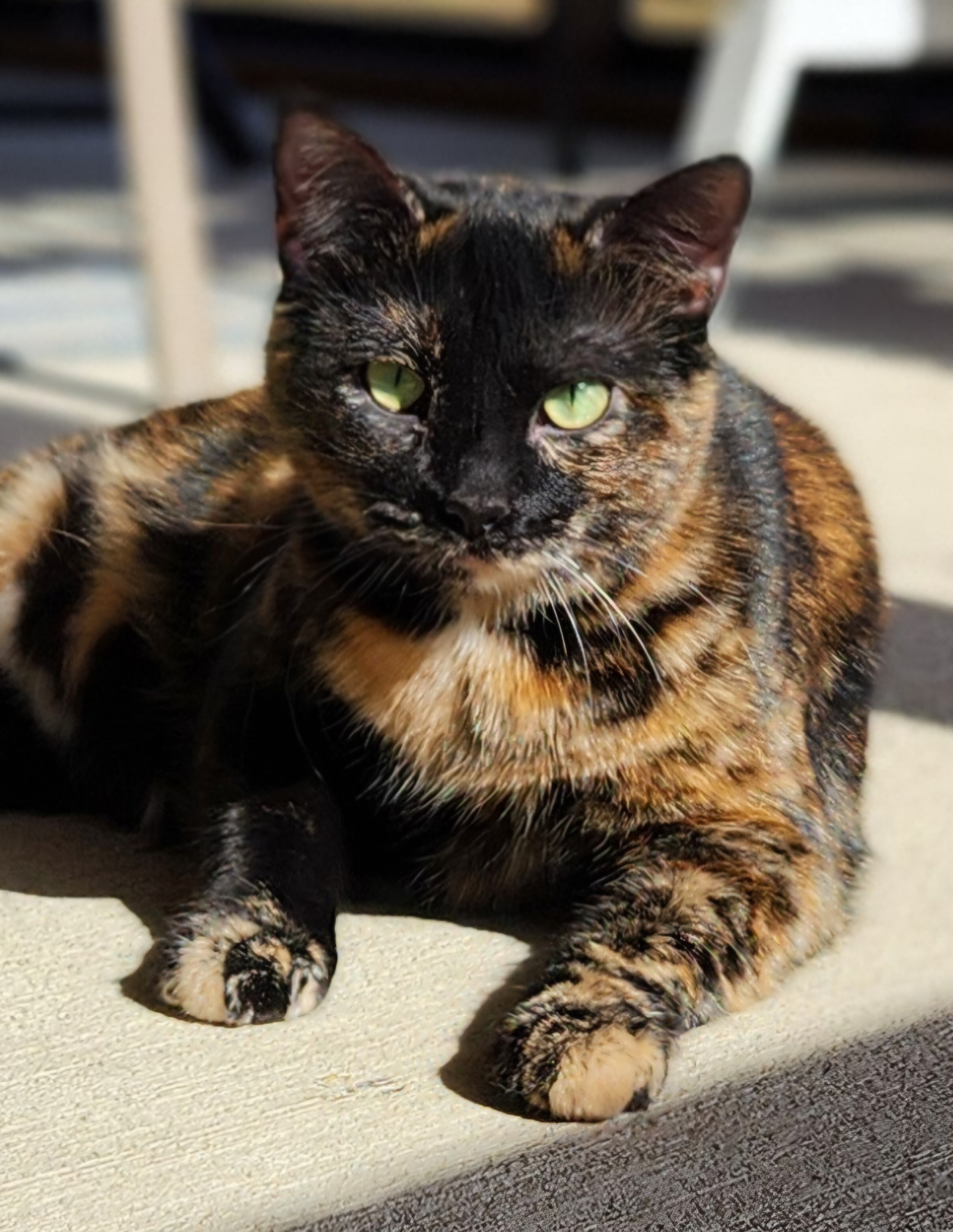 Cersie, an adoptable Domestic Short Hair in De Soto, IA, 50069 | Photo Image 1