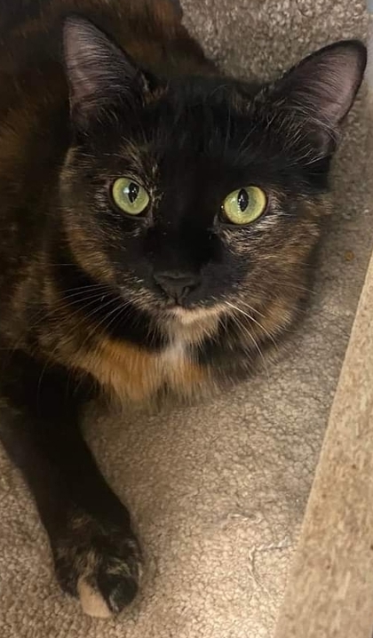 Cersie, an adoptable Domestic Short Hair in De Soto, IA, 50069 | Photo Image 2