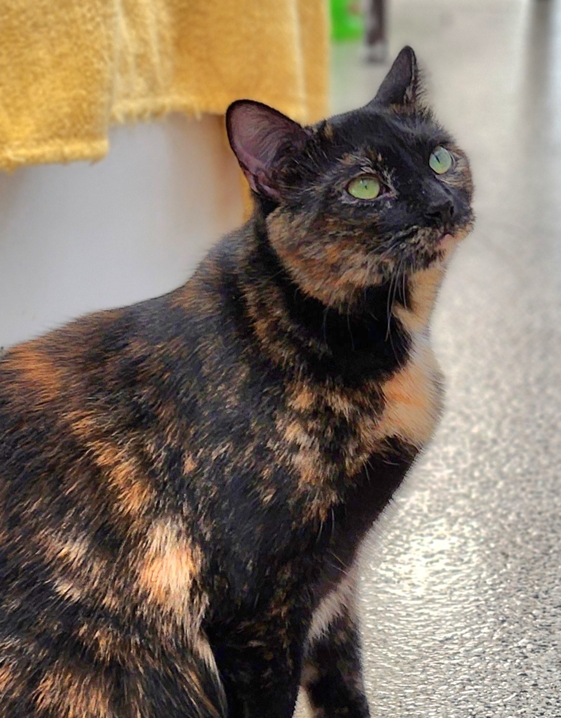 Cersie, an adoptable Domestic Short Hair in De Soto, IA, 50069 | Photo Image 2