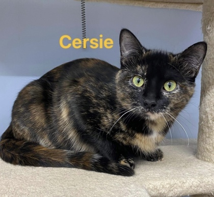 Cersie, an adoptable Domestic Short Hair in De Soto, IA, 50069 | Photo Image 3