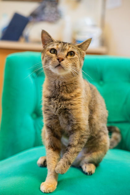 Peggy Sue, an adoptable Domestic Short Hair in Waco, TX, 76702 | Photo Image 1