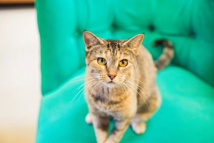 Peggy Sue, an adoptable Domestic Short Hair in Waco, TX, 76702 | Photo Image 2