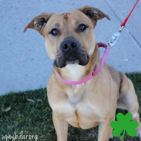 Koby, an adoptable Pit Bull Terrier, Mixed Breed in Cheyenne, WY, 82009 | Photo Image 1