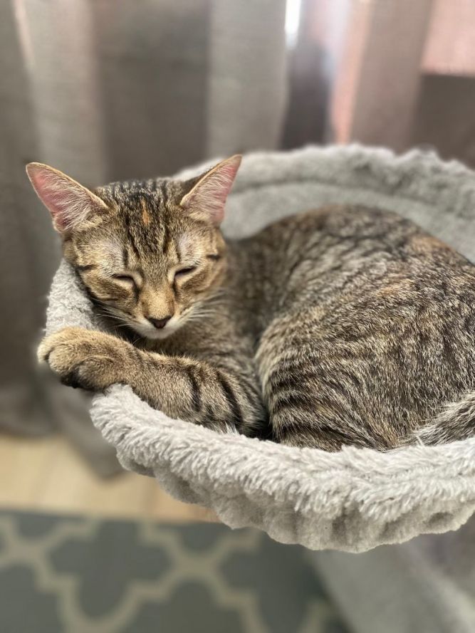 Cat for adoption - Keeley Jones, a Domestic Short Hair in Charlotte, NC ...