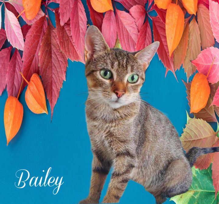 Bailey 2