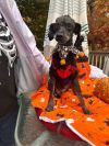 Chip ( Saturday Pet Supplies Plus 1-3-  5348 Dixie Hwy Waterford, MI 48329)