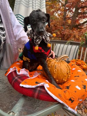 Chip ( Saturday Pet Supplies Plus 1-3-  5348 Dixie Hwy Waterford, MI 48329)