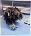 Chip ( Saturday Pet Supplies Plus 1-3-  5348 Dixie Hwy Waterford, MI 48329)