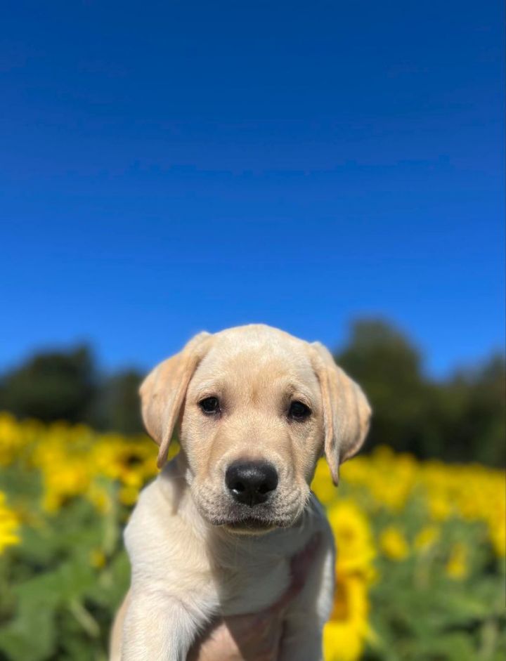 Lab puppies hot sale for adoption