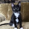 Bluestar